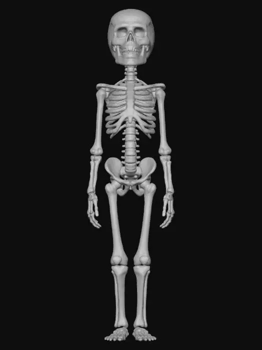 3D model for object: Humanoid librarian made of vertebrae and catalog cards  
material: Aged bone and yellowed paper  
shape_form: Slender form with spine and limbs from vertebrae, ribcage opens like a card catalog drawer  
color_scheme: Bone white, parchment yellow, faded wood brown, subtle red ink stamps  
texture_details: Porous bone, frayed paper edges, wood grain handles on ribcage drawer  
style: Stylized Realistic  
environment_use_context: Candlelit archive or ancient soul library  
reference_models: Bone golems, 1900s card catalogs, skeletal librarians
, #Halloween2025#