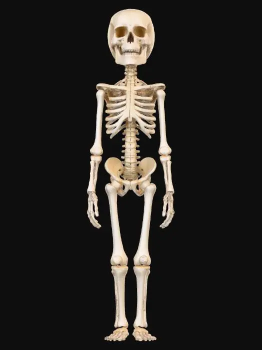 3D model for object: Humanoid librarian made of vertebrae and catalog cards  
material: Aged bone and yellowed paper  
shape_form: Slender form with spine and limbs from vertebrae, ribcage opens like a card catalog drawer  
color_scheme: Bone white, parchment yellow, faded wood brown, subtle red ink stamps  
texture_details: Porous bone, frayed paper edges, wood grain handles on ribcage drawer  
style: Stylized Realistic  
environment_use_context: Candlelit archive or ancient soul library  
reference_models: Bone golems, 1900s card catalogs, skeletal librarians
, #Halloween2025#