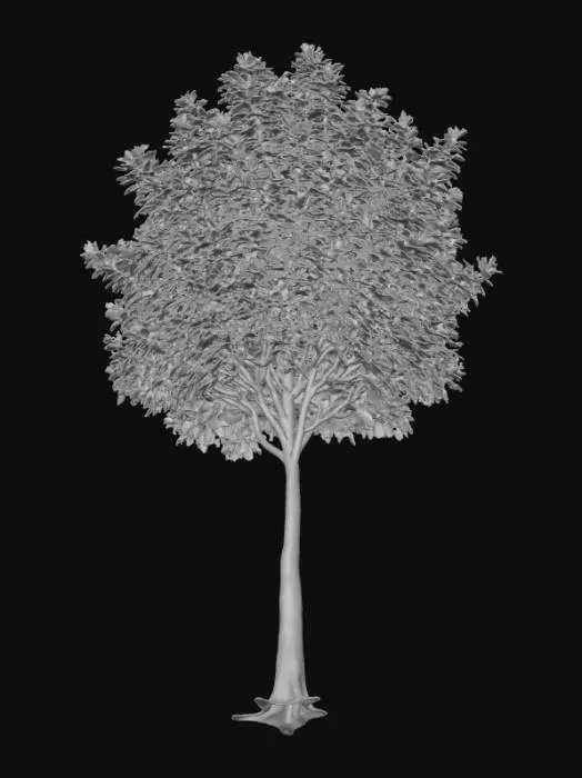 3D model for {"object":"Tree","material":"Organic bark and foliage","shape_form":"Compact and bushy canopy","color_scheme":"Dark green leaves, light brown trunk","texture_details":"Fine leaf clustering, subtle bark grooves","style":"Realistic","environment_use_context":"Urban rooftop garden"}