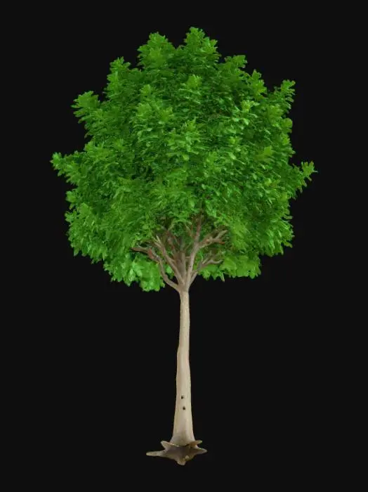 3D model for {"object":"Tree","material":"Organic bark and foliage","shape_form":"Compact and bushy canopy","color_scheme":"Dark green leaves, light brown trunk","texture_details":"Fine leaf clustering, subtle bark grooves","style":"Realistic","environment_use_context":"Urban rooftop garden"}