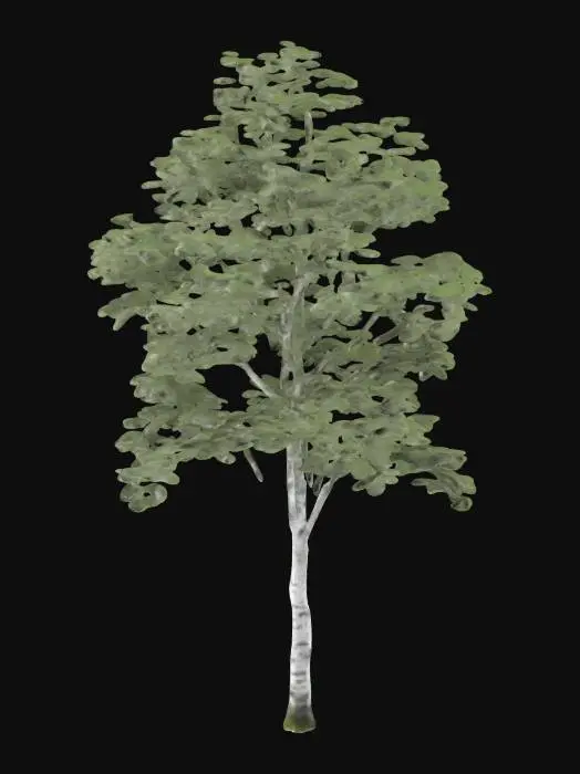 3D model for a birch tree