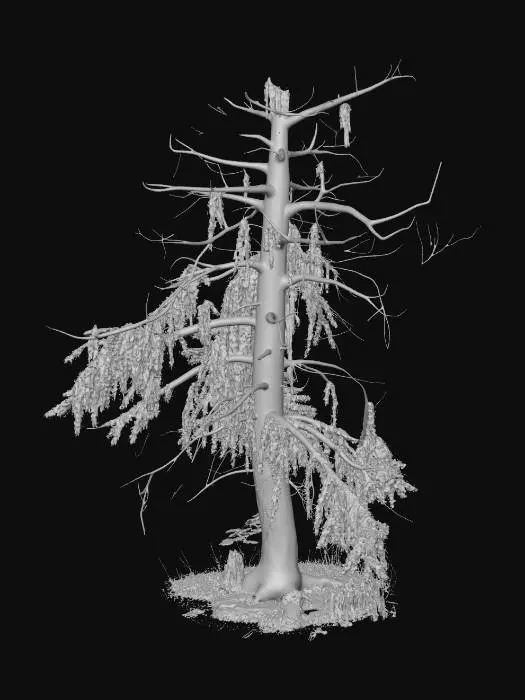 3D model for Dead evergreen tree