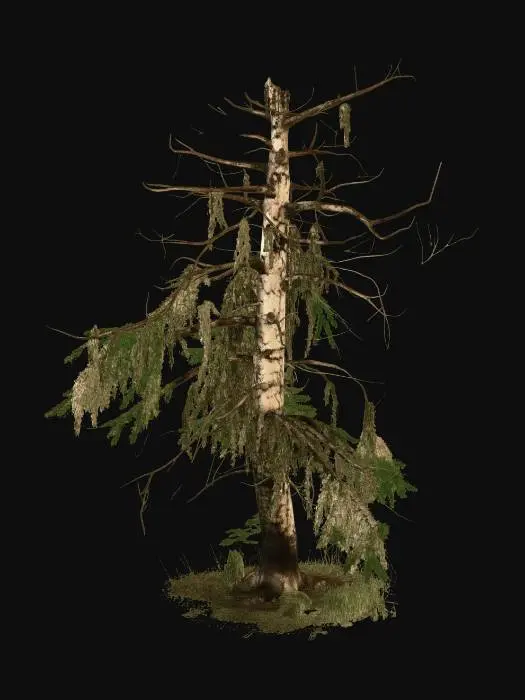 3D model for Dead evergreen tree