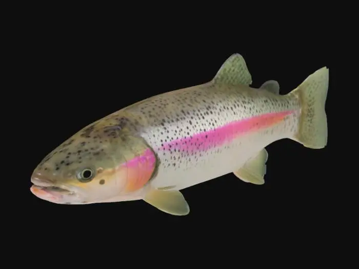 3D model for Rainbow Beauty