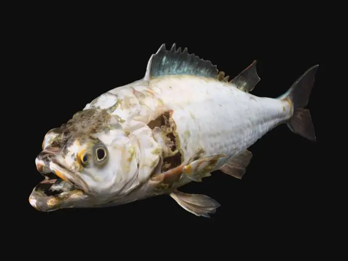 3D model for decaying fish