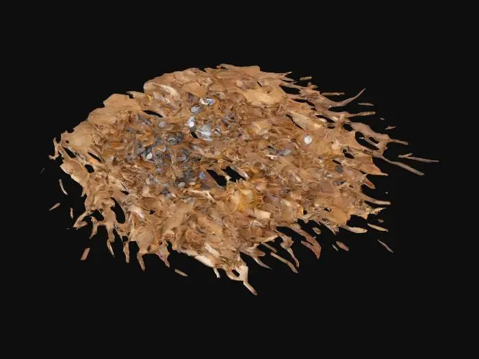 3D model for Several small piles of dead leaves, tiny stones and twigs