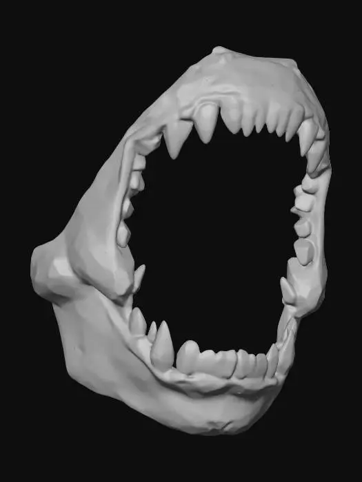 3D model for Shark Jaws