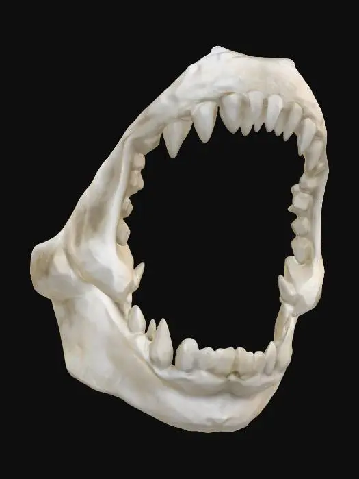 3D model for Shark Jaws