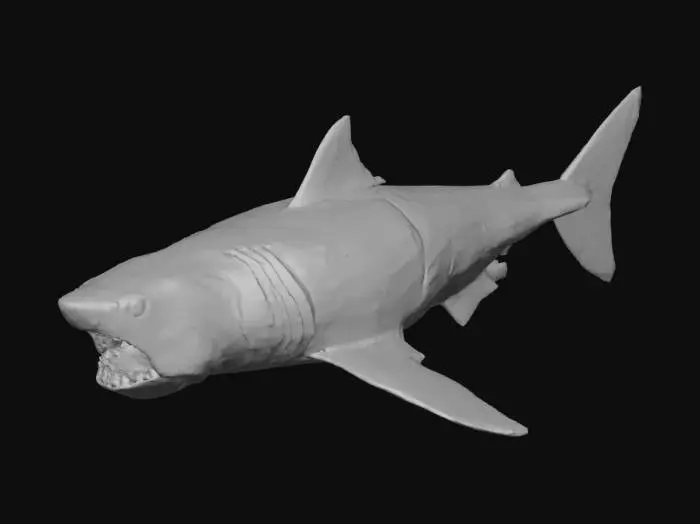3D model for Shark Model