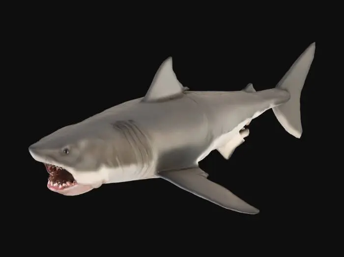 3D model for Shark Model
