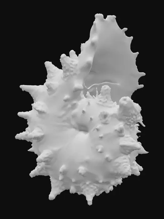 3D model for #PBR#, A massive barnacle-encrusted conch shell fossil, spiraling outward with jagged ridges. Its surface is weathered chalky white with streaks of corroded bronze and patches of deep teal patina. Cracks reveal glowing aquamarine veins inside, faintly illuminating the rough textures. The shell is encrusted with coral growths in pale pink and rust-orange, brittle and porous, contrasting against the smooth inner cavity polished by time.