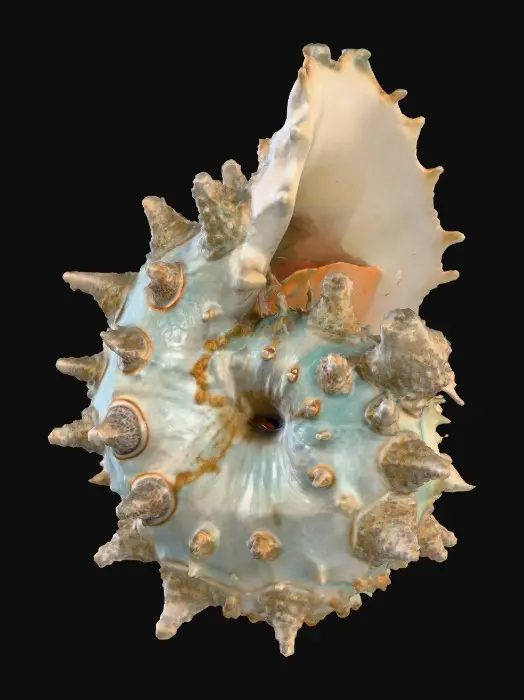 3D model for #PBR#, A massive barnacle-encrusted conch shell fossil, spiraling outward with jagged ridges. Its surface is weathered chalky white with streaks of corroded bronze and patches of deep teal patina. Cracks reveal glowing aquamarine veins inside, faintly illuminating the rough textures. The shell is encrusted with coral growths in pale pink and rust-orange, brittle and porous, contrasting against the smooth inner cavity polished by time.