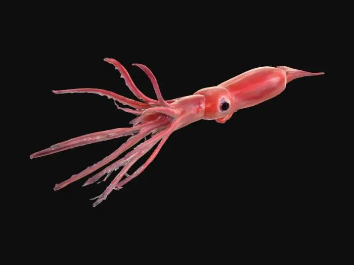 3D model for Crimson Deep-Sea Squid