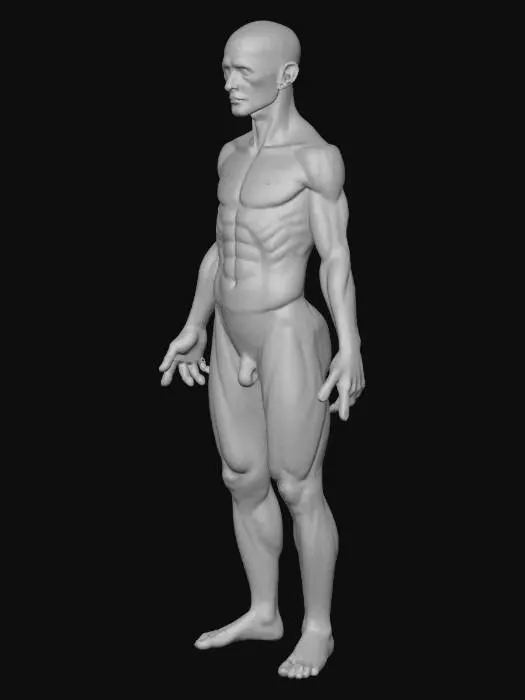 3D model for Anatomy Study: Muscular System
