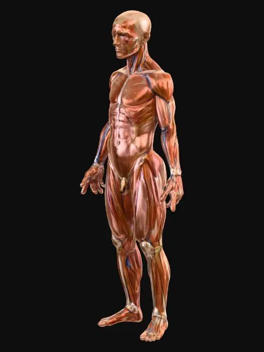 3D model for Anatomy Study: Muscular System