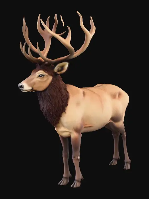 3D model for Elk