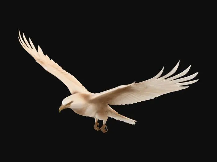 3D model for Dawnwing Kite