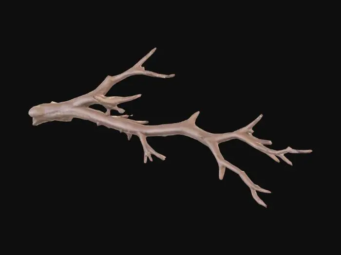 3D model for Branch Silhouette
