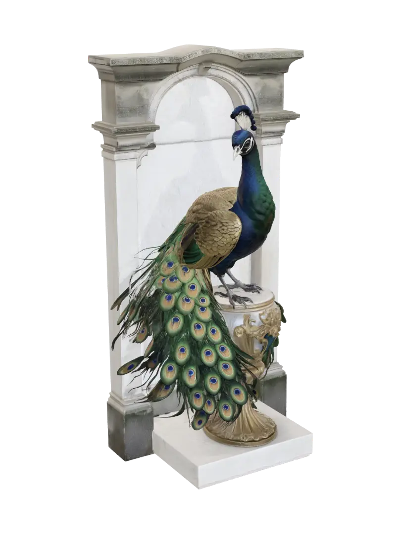 peacock