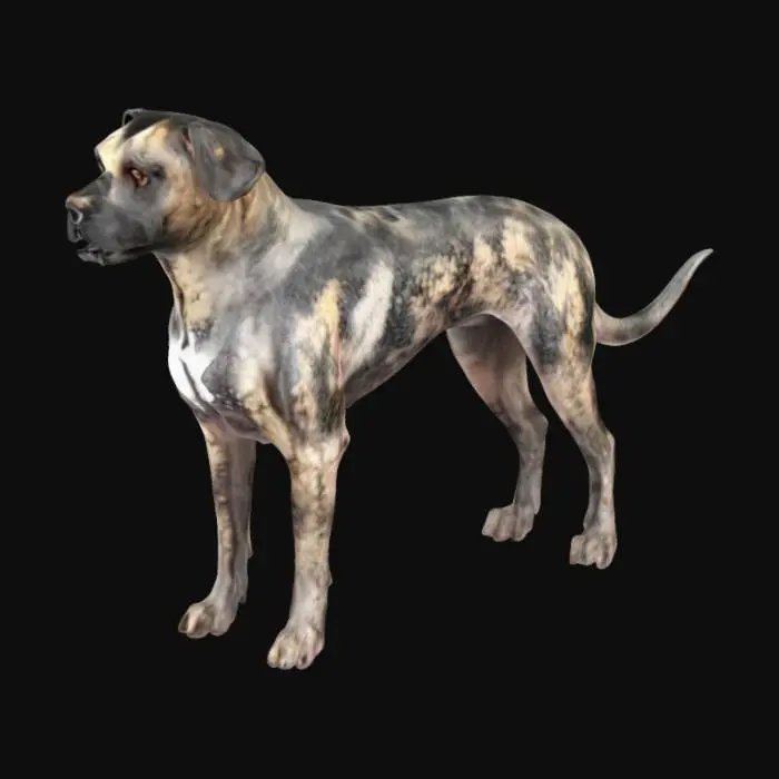 3D model for Canine, Uruguayan Cimarrón