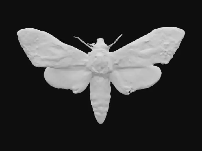 3D model for Death's-head Hawkmoth