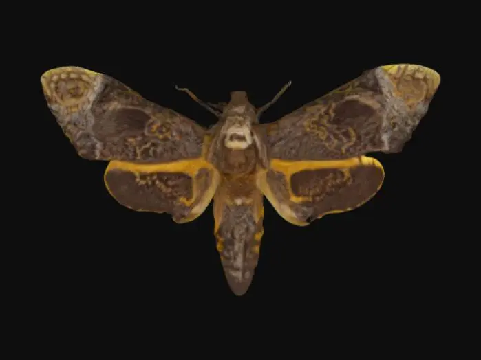 3D model for Death's-head Hawkmoth