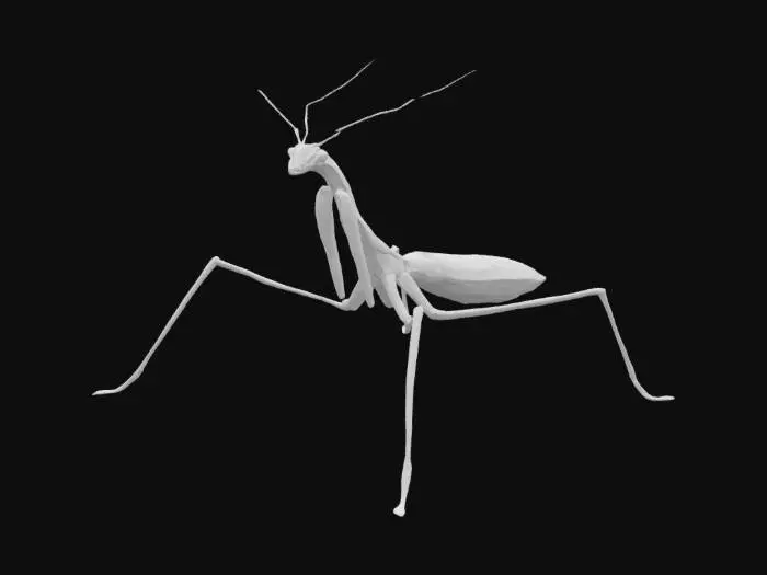 3D model for Insect Walkingstick a.k.a "Phasmatodea"