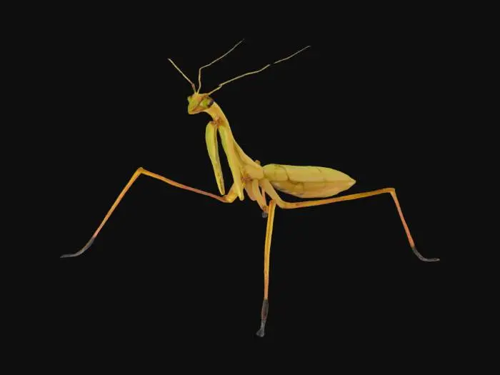 3D model for Insect Walkingstick a.k.a "Phasmatodea"