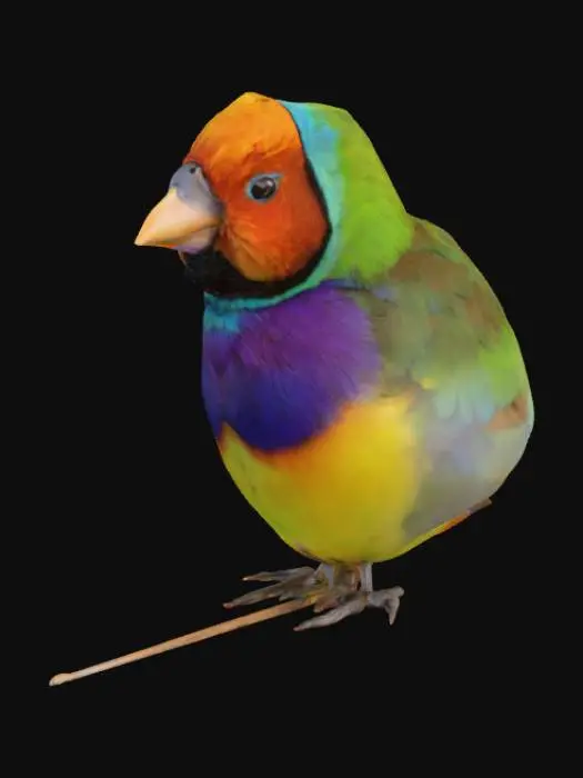 3D model for Colorful Finch