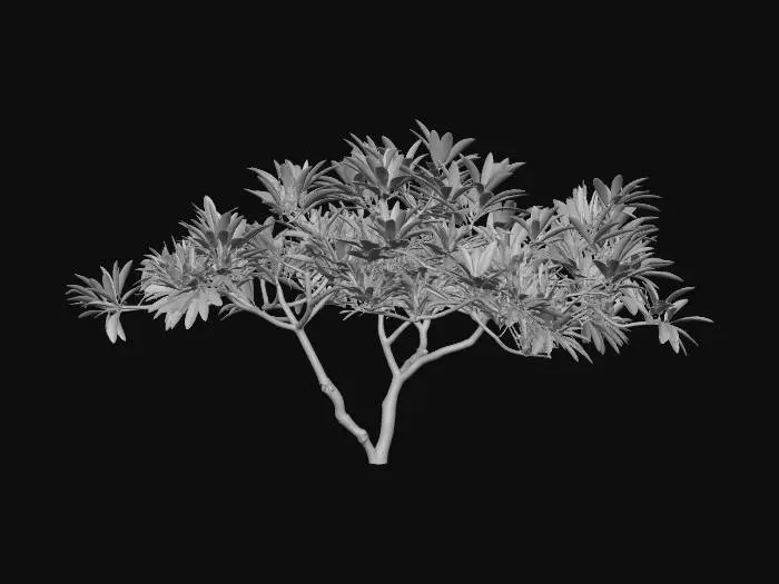 3D model for Plumeria Tree