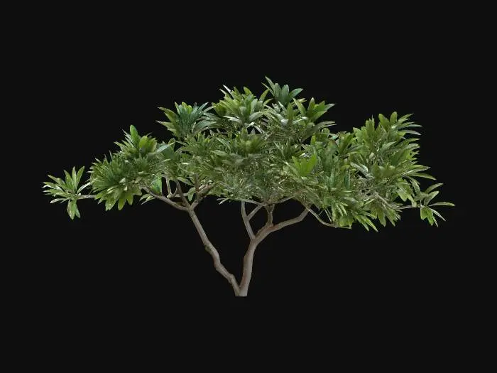 3D model for Plumeria Tree
