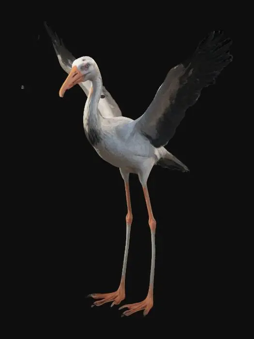 3D model for realistic stork, with recognized wings in t-pose