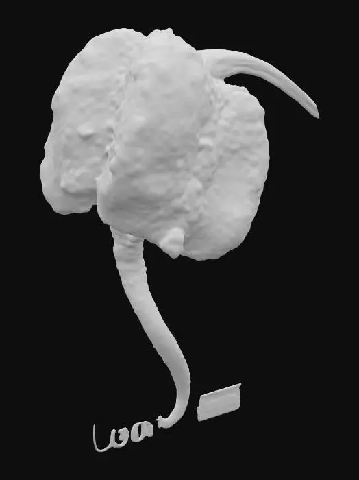3D model for Carolina Reaper Pepper