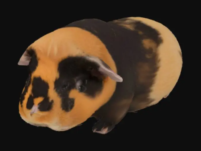 3D model for Guinea Adventure