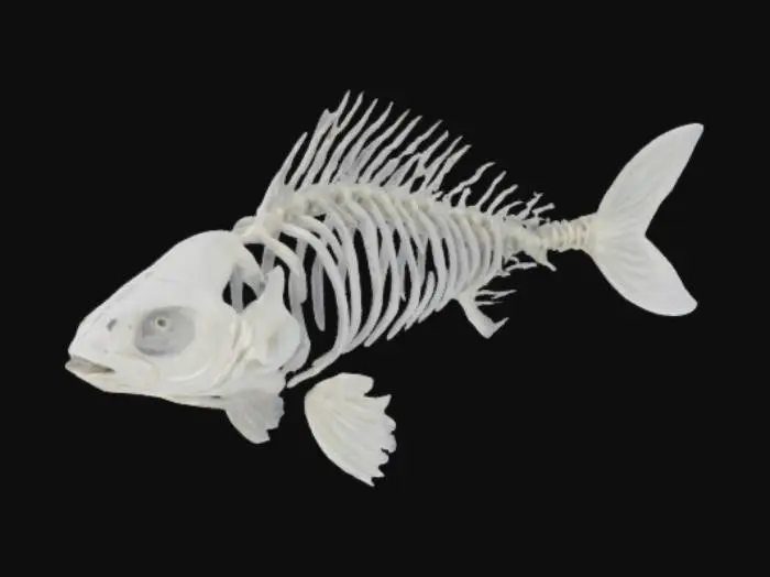 3D model for Grey Fish with ribcage like bones for exoskeleton
