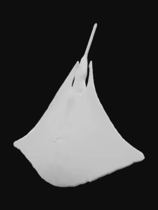 3D model for Manta ray, blue, jelly like skin on top. White skin on bottom