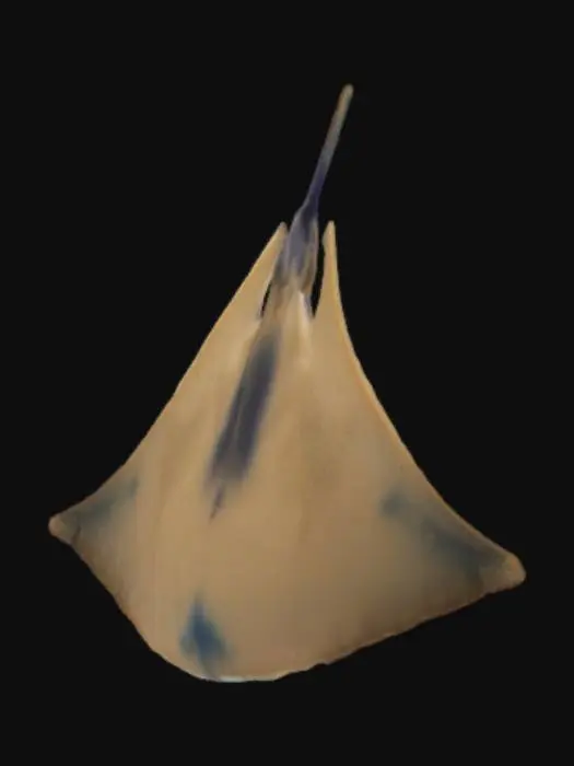 3D model for Manta ray, blue, jelly like skin on top. White skin on bottom