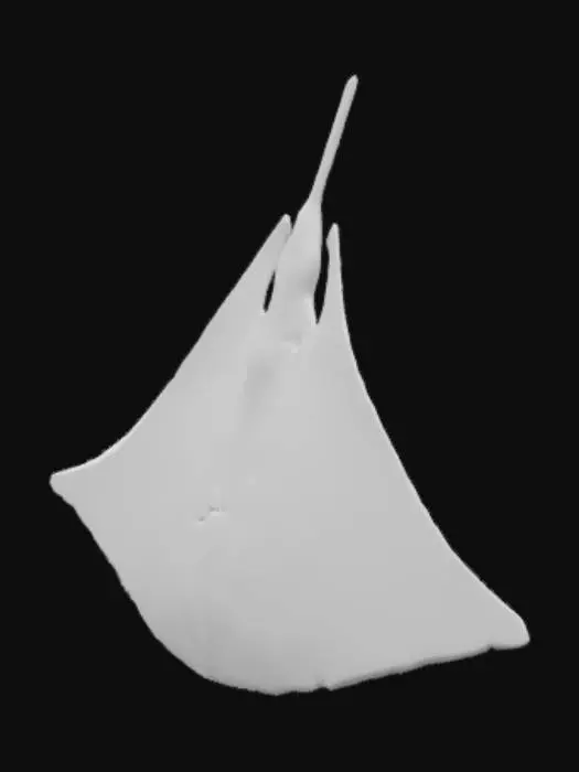 3D model for Manta ray, blue, jelly like skin on top. White skin on bottom