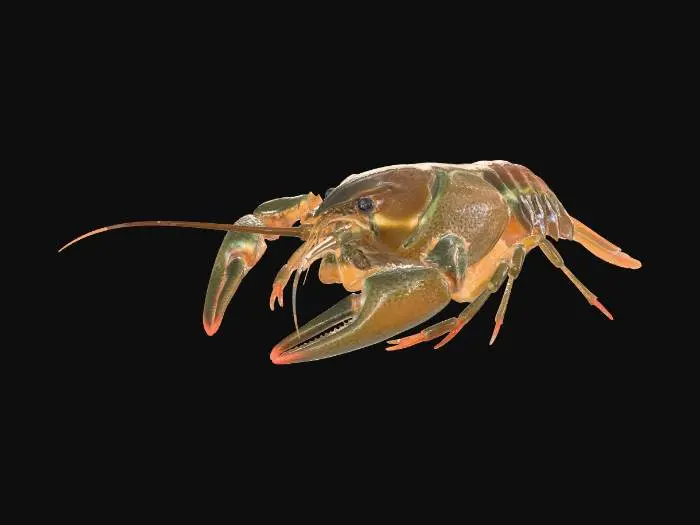 3D model for Crustacean Pose