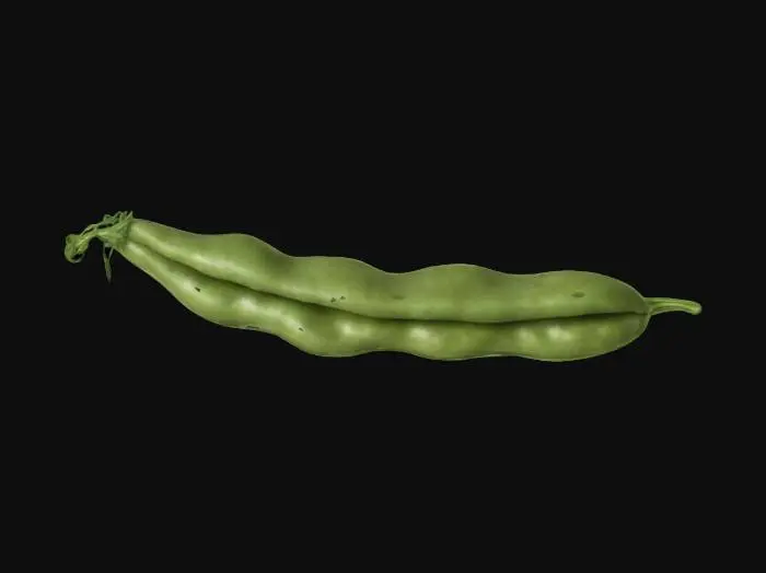 3D model for Harvested Green Bean