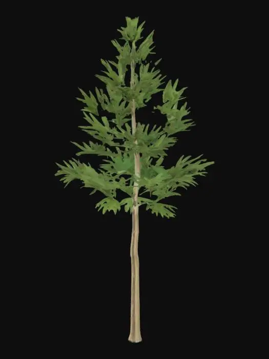 3D model for A young oak sapling, slender yet sturdy, features relatively smooth, light grey-brown bark that feels slightly rough but not deeply fissured. Its small, lobed leaves are a fresh, vibrant green, arranged along flexible, emerging branches. The developing crown is conical, reaching upwards with a graceful, upright posture. The wood feels supple but firm, hinting at future strength within its youthful form.