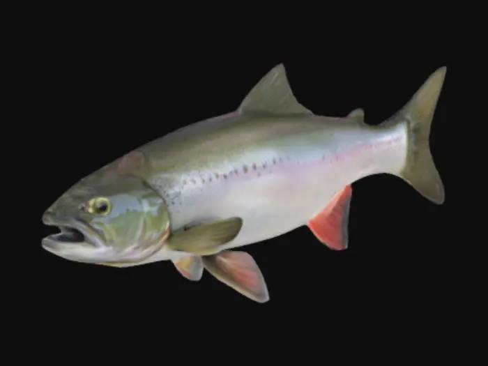 3D model for real, trout, salmon, fish