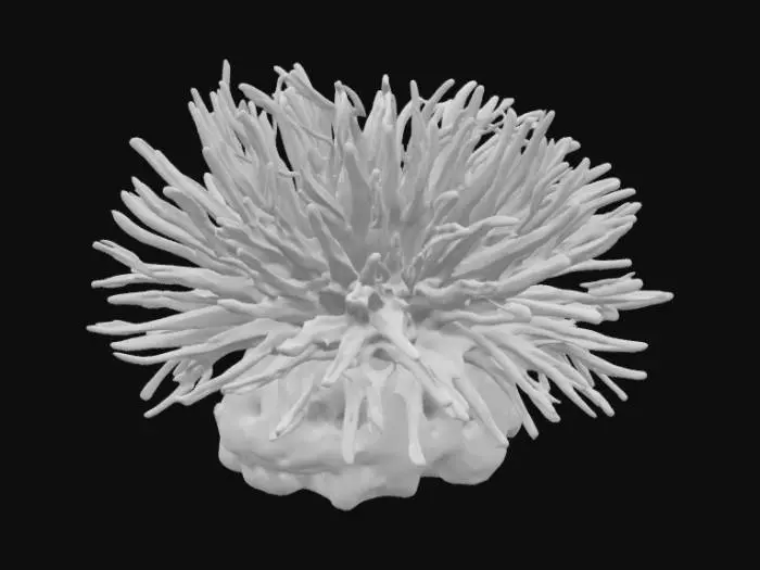 3D model for real, rainbow rose tip anemone, coral, reef multi-colored, long