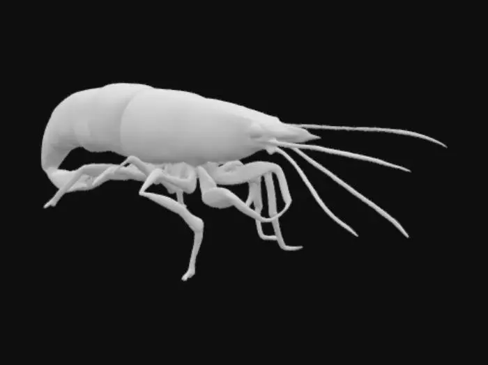 3D model for Detailed, high resolution, shrimp, blue shell, realistic