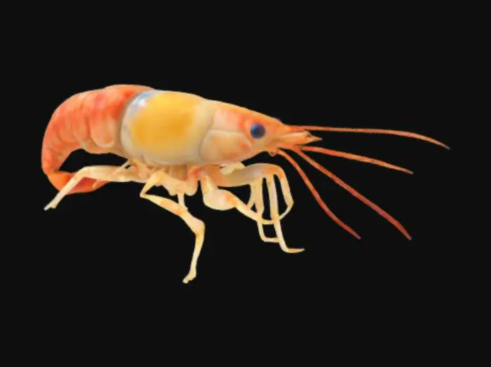 3D model for Detailed, high resolution, shrimp, blue shell, realistic
