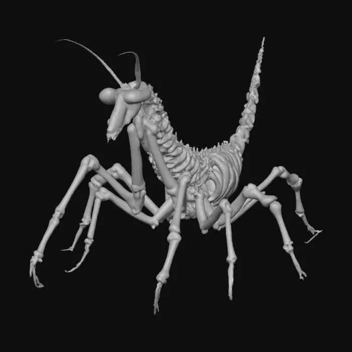 3D model for realilistic praying mantis bug made from bones and skulls wih scythe like arms