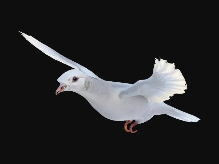 3D model for hyper realistic, extremely detailed flying white dove
