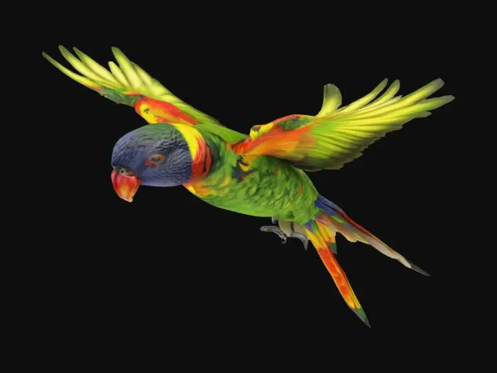 3D model for hyper realistic, extremely detailed flying rainbow lorikeet