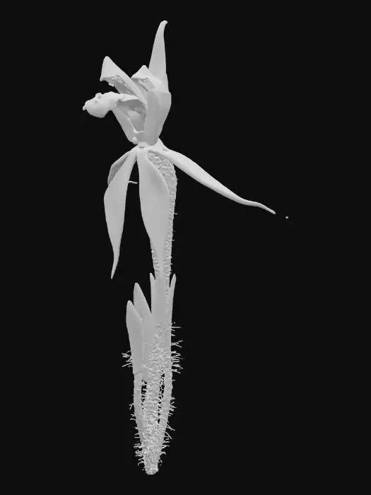 3D model for Canberra Spider Orchid