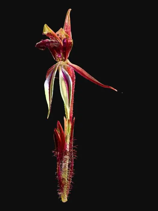 3D model for Canberra Spider Orchid